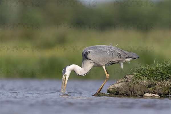 Grey Heron