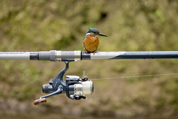 Common Kingfisher