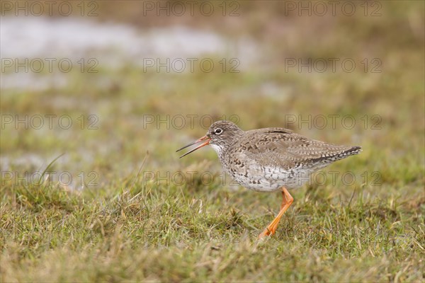 Common Redshank