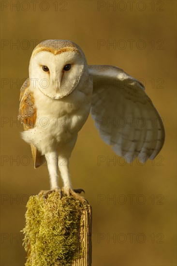 Barn Owl