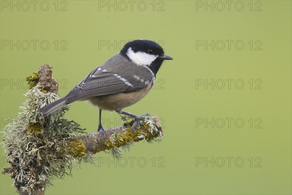 Coal Tit