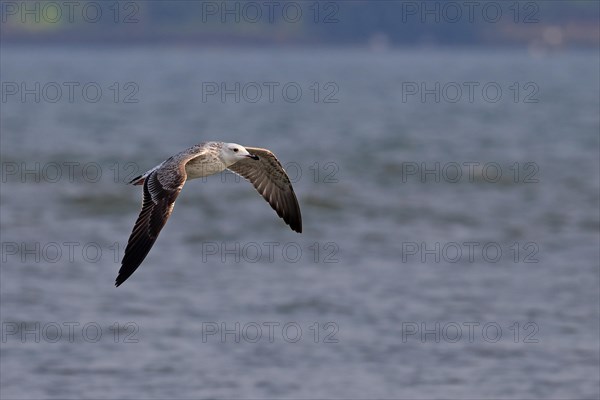 Steppe Gull