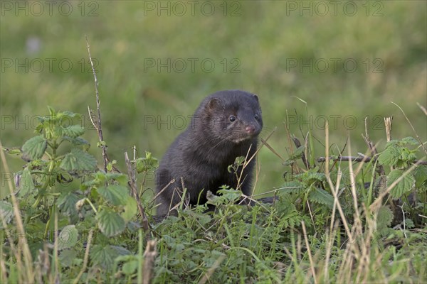 American Mink