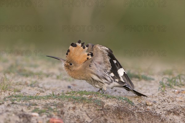 Eurasian Hoopoe