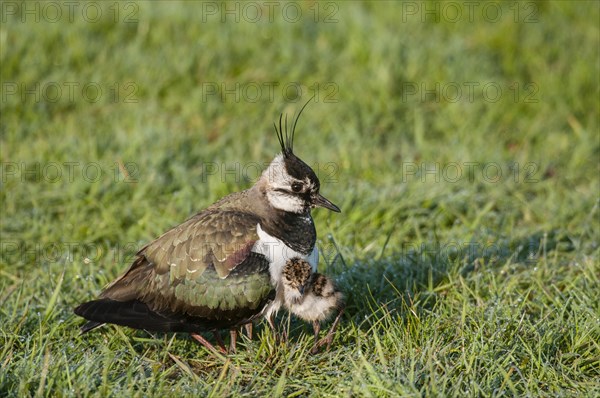 Northern Lapwing