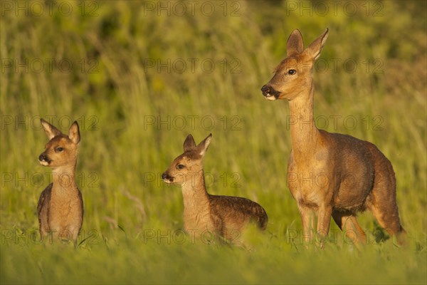 Western Roe Deer