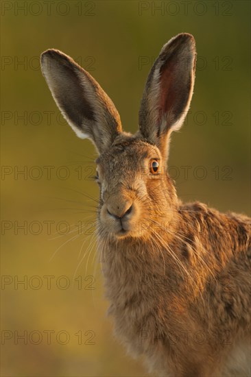 European Hare