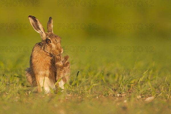 European Hare