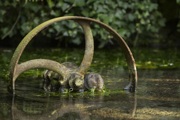 Water Vole