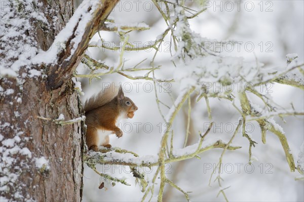 Red squirrel