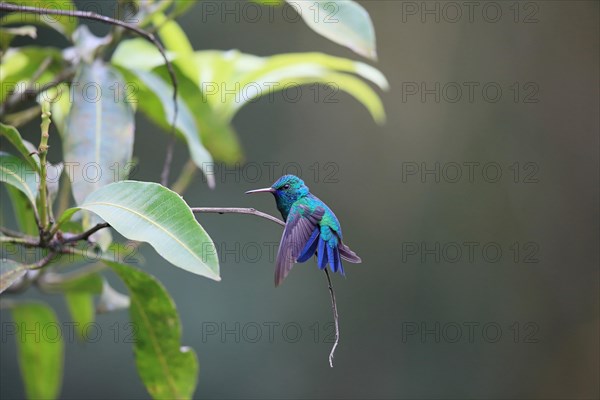 Blue-chinned Sapphire