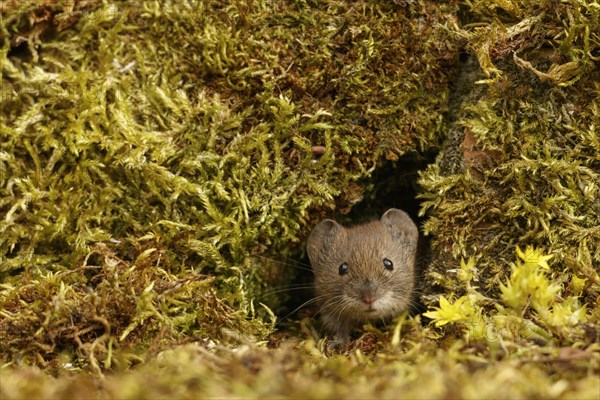 Bank Vole