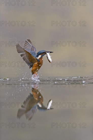 Common Kingfisher