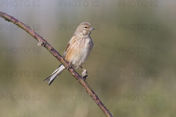 Linnet