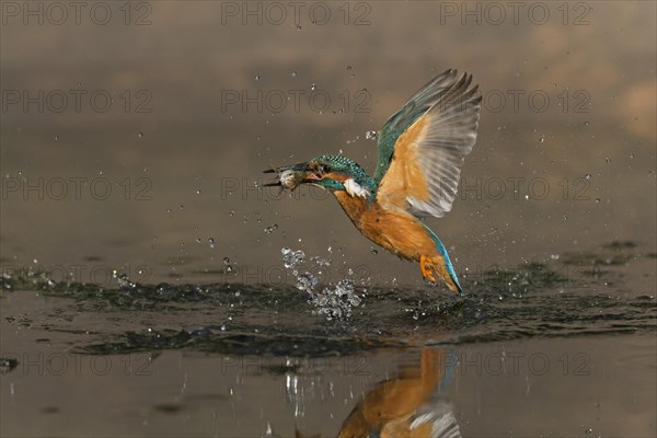 Common Kingfisher