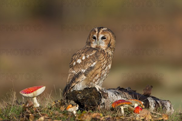 Tawny Owl