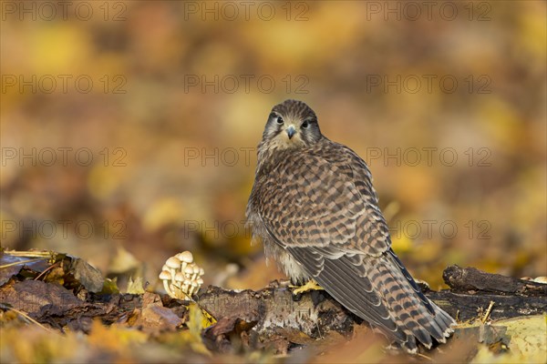 Common Kestrel