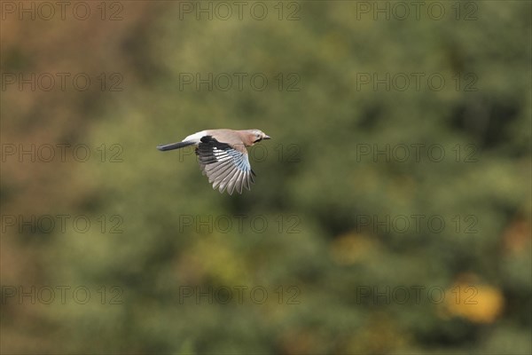 Eurasian Jay