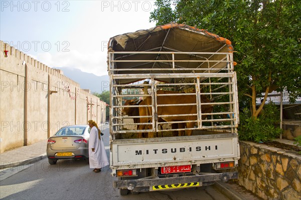 Cattle market