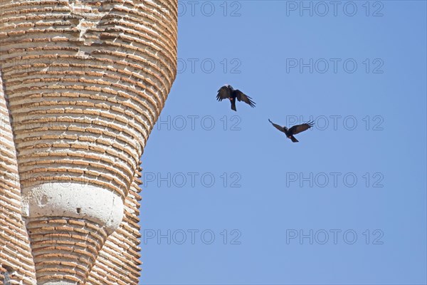 Red-billed Chough