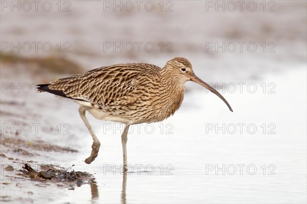 Adult Eurasian Curlew Numenius arquata walking forward into tidal pool off the Causeway to Holy Island