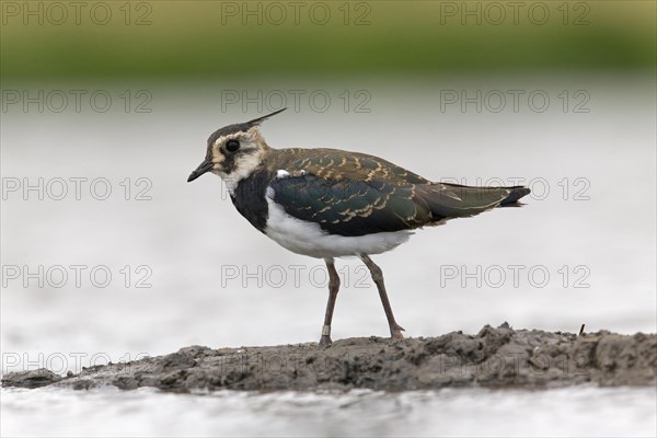 Northern Lapwing