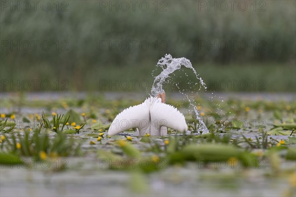 Great White Pelican