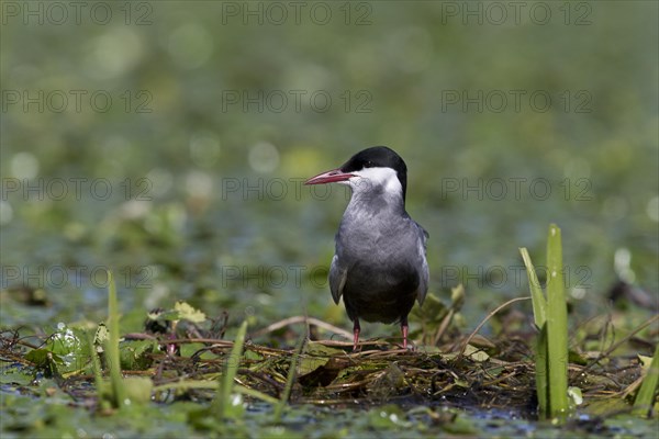 Whiskered Tern