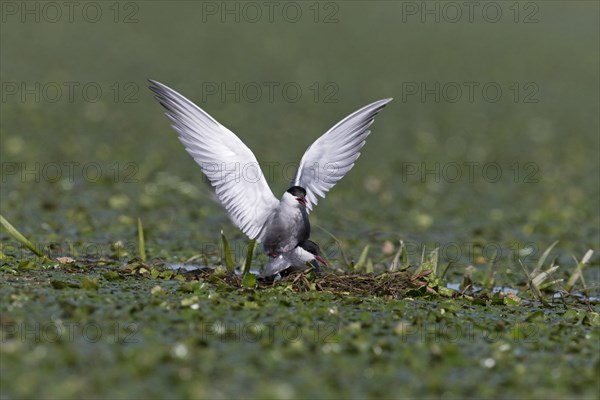 Whiskered Tern