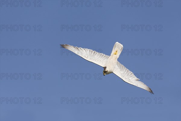 Lanner Falcon