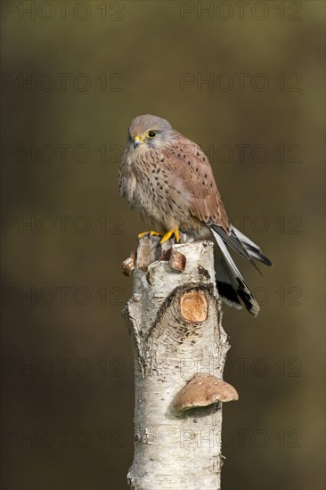 Common Kestrel