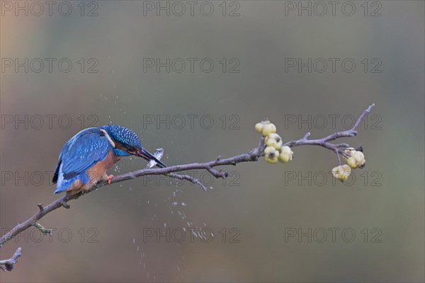 Common Kingfisher