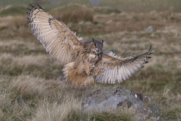 Eurasian Eagle Owl