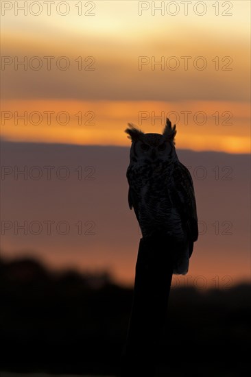 Great-Horned Owl