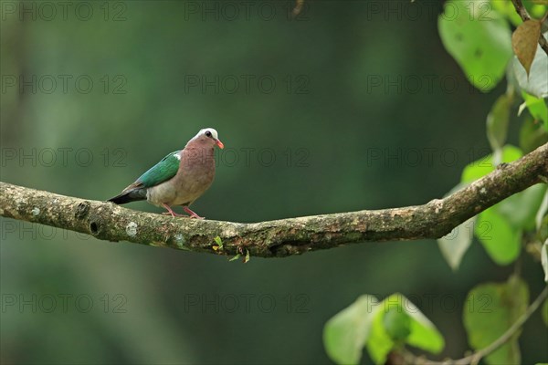 Emerald Dove