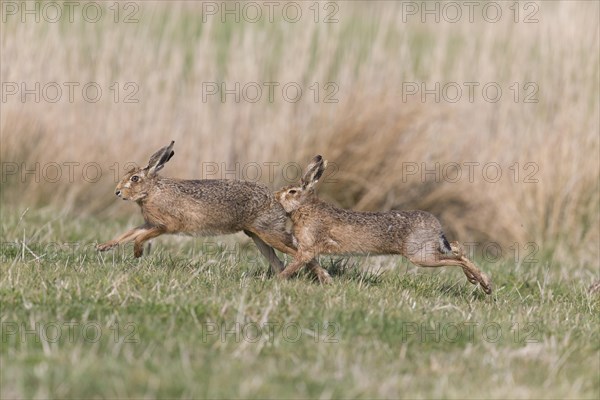 European Hare