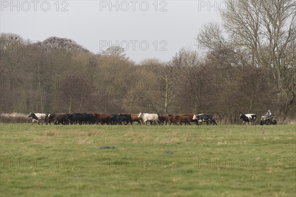 Cattle herd being moved by farmer on quad bike on grazing marsh
