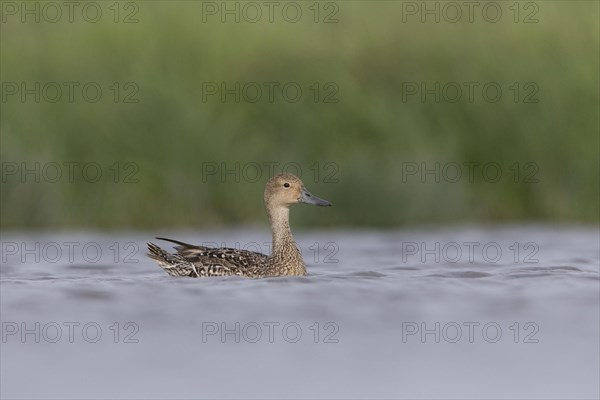 Northern Pintail