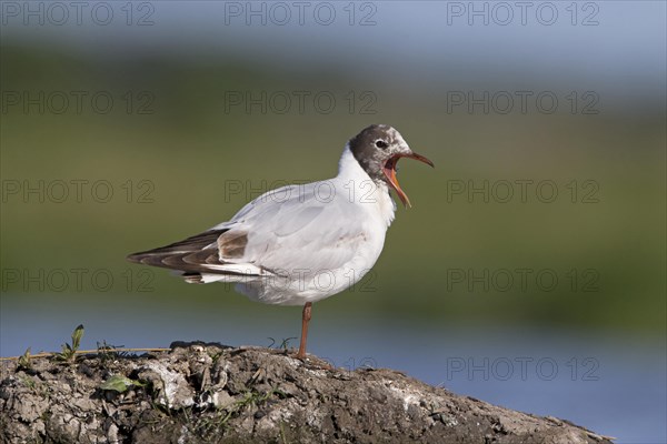 Black-headed Gull