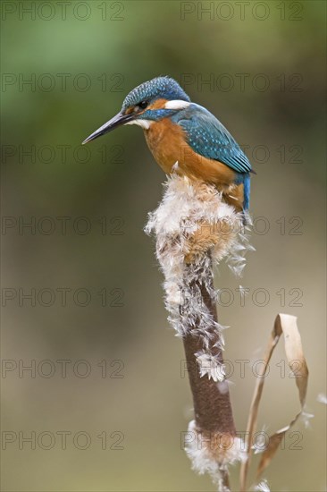 Common Kingfisher