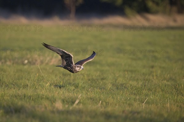 Saker Falcon