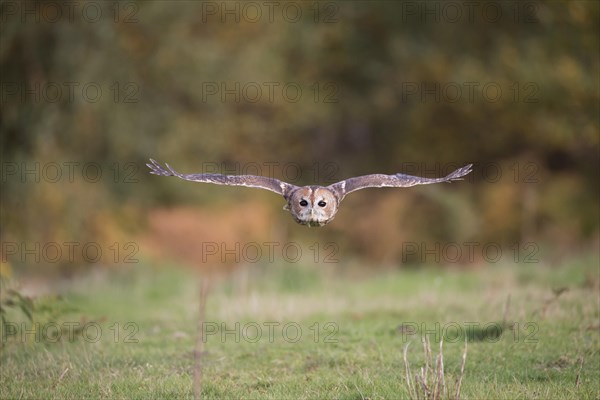 Tawny Owl