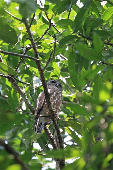 Brown Hawk-owl