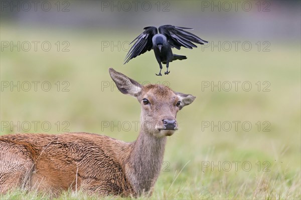 Red Deer