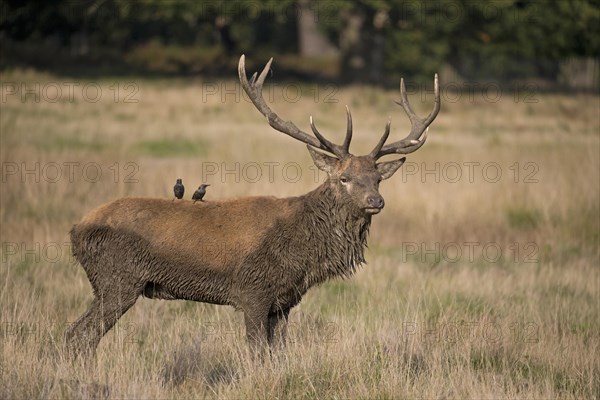 Red Deer