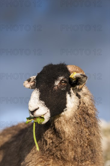 Domestic Sheep