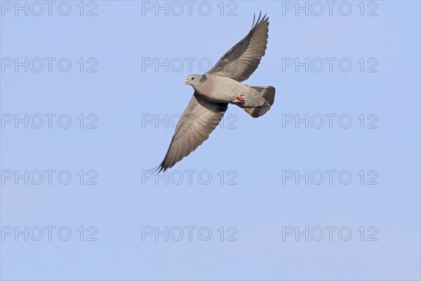 Stock Dove