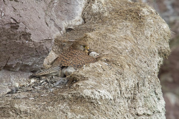 Common Kestrel