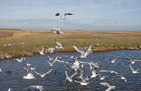 Black-headed Gull