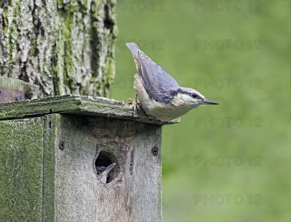 Eurasian Nuthatch
